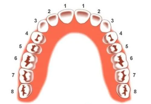 Lấy Tủy Răng Răng Sâu Đi Mấy Lần & Lấy Tủy Răng Mất Bao Lâu Xong?